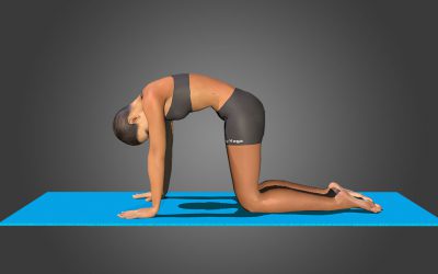Marjaryasana  (Cat Pose)