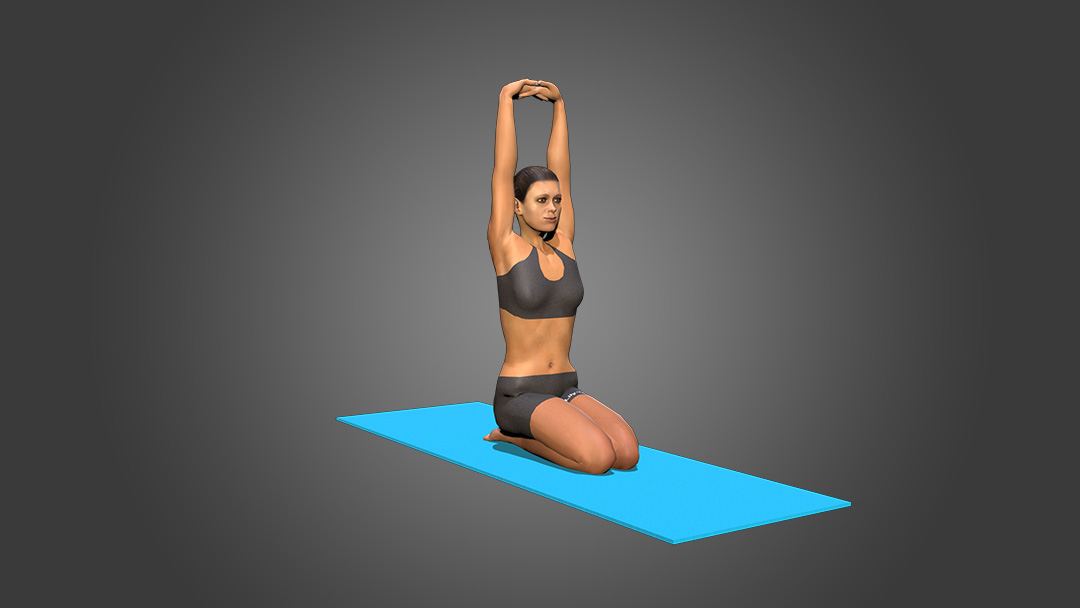 Anatomy of Yoga Poses | Yoga Exercises 3D Illustrations … | Yoga anatomy, Yoga  poses, Anatomy